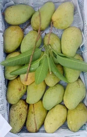 চাপাই নবাবগঞ্জের কাটিমন আম | ১০ কেজি > মূল্য জানার জন্য যোগাযোগ করুন